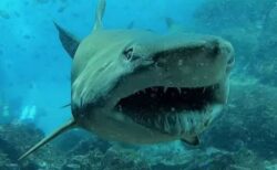 カメラに向かってサメが微笑む？ダイバーが撮影した表情が恐ろしすぎる！
