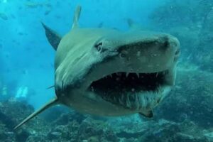 カメラに向かってサメが微笑む？ダイバーが撮影した表情が恐ろしすぎる！
