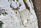 珍しい白い鹿が、アメリカ・ニューヨーク州の道路脇に出現