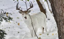 珍しい白い鹿が、アメリカ・ニューヨーク州の道路脇に出現