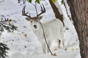 珍しい白い鹿が、アメリカ・ニューヨーク州の道路脇に出現