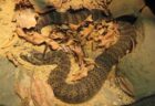 ヘビのメスに性器があることを初めて発見