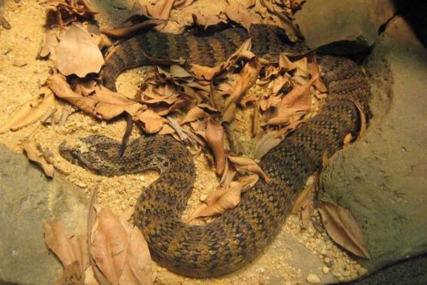 ヘビのメスに性器があることを初めて発見