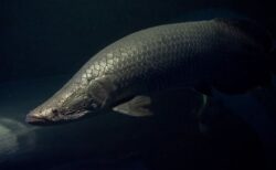 アマゾンに生息する巨大魚「ピラルク」の数が増加、管理漁法の成果
