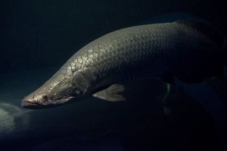 アマゾンに生息する巨大魚「ピラルク」の数が増加、管理漁法の成果