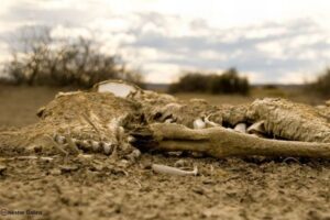 2100年までに27%の動植物が絶滅と予測、地球の仮想モデルで検証