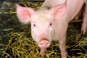 実験で1500匹の動物を殺した？米当局がマスク氏の「ニューラリンク社」を調査