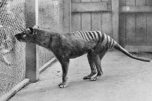 85年間行方不明だった最後の「タスマニアタイガー」の骨を発見