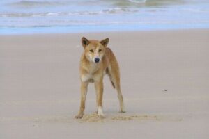 5歳の男の子がディンゴに襲われ、複数個所を噛まれる【オーストラリア】