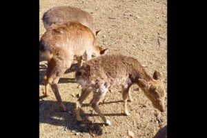 手を触れないで！人の匂いが付いた子鹿、育児放棄されて死ぬ
