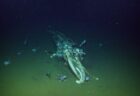 【動画】深海で生態系に影響を与え続ける「クジラの死後」とは