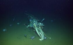 【動画】深海で生態系に影響を与え続ける「クジラの死後」とは