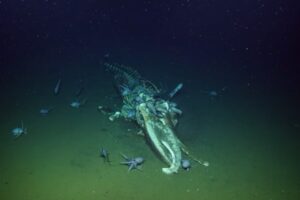 【動画】深海で生態系に影響を与え続ける「クジラの死後」とは