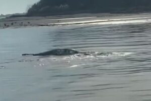 海面で体をくねらせる奇妙な生き物、米の港で目撃【動画】