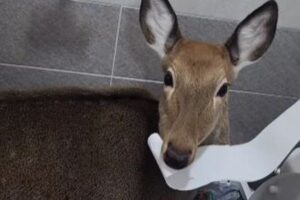公衆トイレのドアを開けたら、シカがトイレットペーパーを食べていた！