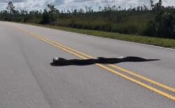 4.6m以上のビルマ・ニシキヘビ、フロリダ州の道路に出現！【動画】
