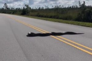 4.6m以上のビルマ・ニシキヘビ、フロリダ州の道路に出現！【動画】