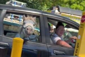 ドライブスルーで車に乗ったミニホースを目撃、喜ぶ姿が可愛い【動画】