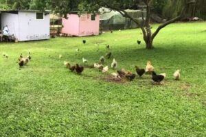 「鷹が来たぞ！」豪の農家がニワトリたちに避難訓練、意外と成功