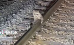 凍てついた線路に毛がくっついてしまったアライグマ、鉄道作業員が救助