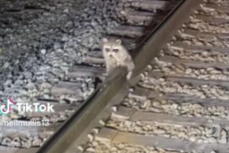 凍てついた線路に毛がくっついてしまったアライグマ、鉄道作業員が救助