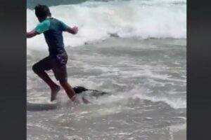 獰猛なアザラシ、波打ち際で子供や女性を襲う【南アフリカ】