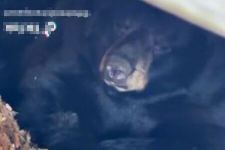 デッキの下に冬眠中のクマを発見！住民もびっくり【コネチカット州】
