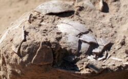 イスラエルの遺跡から8個のダチョウの卵を発見、食用に使っていたと判明