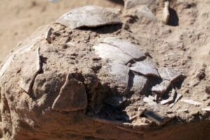 イスラエルの遺跡から8個のダチョウの卵を発見、食用に使っていたと判明