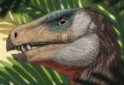 草食恐竜がさまざまな食べ方をしていた可能性、5種の顎の筋肉を分析