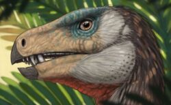草食恐竜がさまざまな食べ方をしていた可能性、5種の顎の筋肉を分析