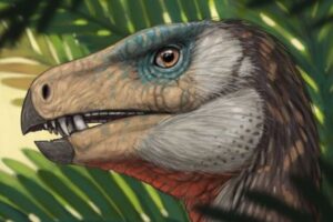 草食恐竜がさまざまな食べ方をしていた可能性、5種の顎の筋肉を分析