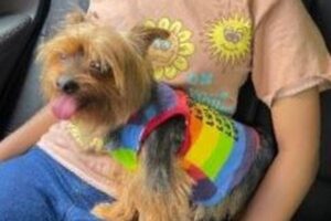 退役軍人が犬の誘拐犯を追跡、飼い主の元へ返すことに貢献【アメリカ】