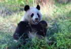 英の動物園にいたパンダ、子供が作れず中国へ送り返されることに