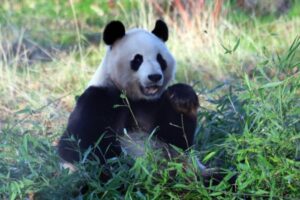 英の動物園にいたパンダ、子供が作れず中国へ送り返されることに