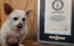 23歳になったチワワのミックス犬、現存する世界最高齢の犬に認定