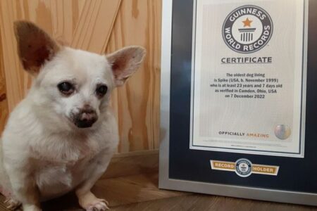 23歳になったチワワのミックス犬、現存する世界最高齢の犬に認定