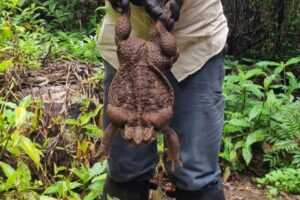 オーストラリアで史上最大級のヒキガエルを発見、重さはなんと2.7キロ！