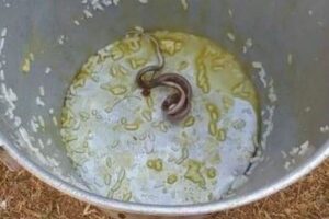 インドの学校給食の中にヘビ、昼食を食べた小学生約20人が病院へ搬送