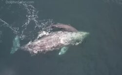 【カリフォルニア州】観光客が出産直後のクジラに遭遇、赤ん坊の様子を撮影
