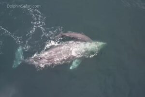 【カリフォルニア州】観光客が出産直後のクジラに遭遇、赤ん坊の様子を撮影