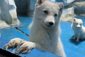 爪が長くて歩けないホッキョクギツネ、SNSの写真が拡散し、動物園に非難が殺到【中国】