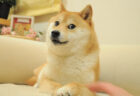 ドージコインのシンボルになった日本の柴犬が白血病に