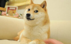 ドージコインのシンボルになった日本の柴犬が白血病に