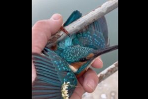 カワセミの足が凍ったパイプに貼りついて飛べず、人に助けられる動画にほっこりする