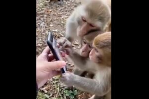 人間のように指でスクロール、スマホを操作するサルが目撃される