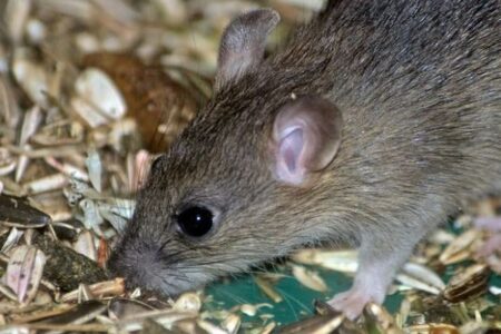 黒死病の主要な宿主がネズミではない可能性、新たな研究が示唆