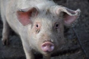 屠殺者が、殺そうとしていた家畜のブタに殺される【香港】