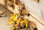 ミツバチの病気に対するワクチン、米企業が開発し条件付きで認可
