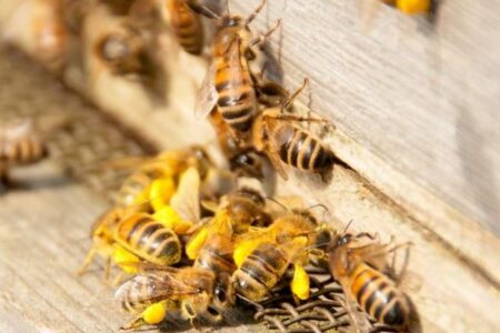 ミツバチの病気に対するワクチン、米企業が開発し条件付きで認可